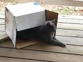 Samus and her box 1